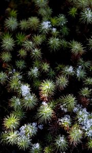 Preview wallpaper plant, needles, snow, aerial view