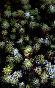 Preview wallpaper plant, needles, snow, aerial view