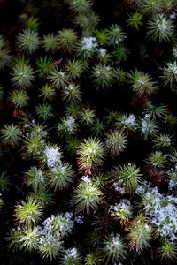 Preview wallpaper plant, needles, snow, aerial view