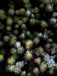 Preview wallpaper plant, needles, snow, aerial view