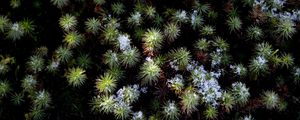 Preview wallpaper plant, needles, snow, aerial view