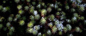 Preview wallpaper plant, needles, snow, aerial view