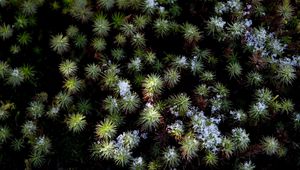 Preview wallpaper plant, needles, snow, aerial view