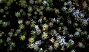 Preview wallpaper plant, needles, snow, aerial view