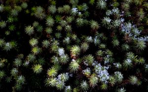 Preview wallpaper plant, needles, snow, aerial view