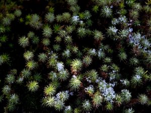 Preview wallpaper plant, needles, snow, aerial view