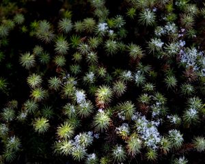 Preview wallpaper plant, needles, snow, aerial view