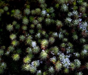 Preview wallpaper plant, needles, snow, aerial view