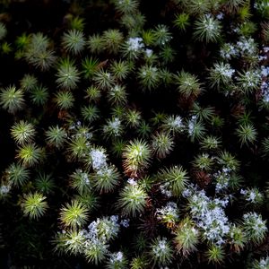 Preview wallpaper plant, needles, snow, aerial view