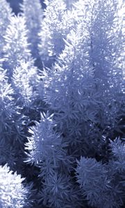 Preview wallpaper plant, needles, white, shadows, nature