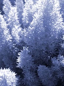 Preview wallpaper plant, needles, white, shadows, nature