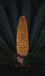 Preview wallpaper plant, palm, fruit, branches, exotic