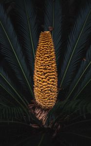 Preview wallpaper plant, palm, fruit, branches, exotic