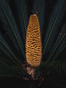Preview wallpaper plant, palm, fruit, branches, exotic