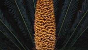 Preview wallpaper plant, palm, fruit, branches, exotic