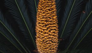 Preview wallpaper plant, palm, fruit, branches, exotic