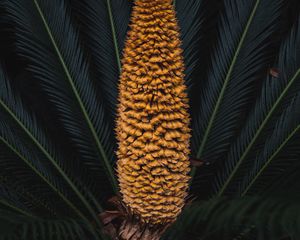 Preview wallpaper plant, palm, fruit, branches, exotic