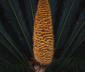 Preview wallpaper plant, palm, fruit, branches, exotic