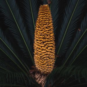 Preview wallpaper plant, palm, fruit, branches, exotic
