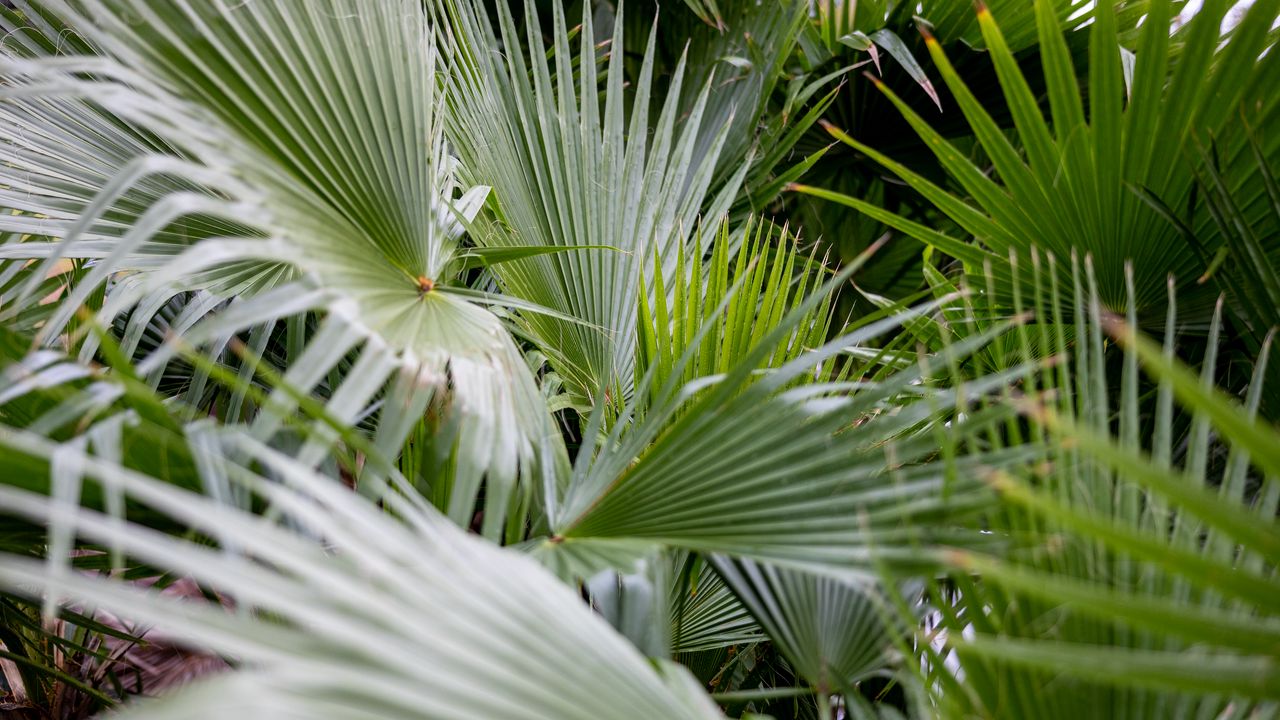 Wallpaper plant, palms, branches, green