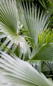 Preview wallpaper plant, palms, branches, green