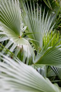 Preview wallpaper plant, palms, branches, green