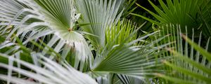Preview wallpaper plant, palms, branches, green