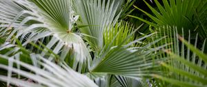 Preview wallpaper plant, palms, branches, green