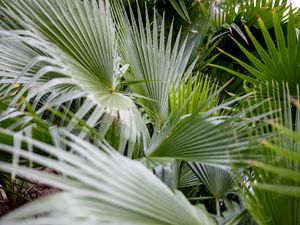 Preview wallpaper plant, palms, branches, green