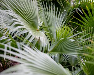 Preview wallpaper plant, palms, branches, green