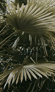 Preview wallpaper plant, palms, leaves, bushes