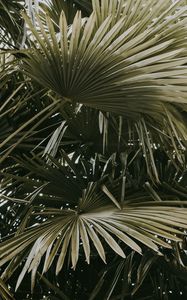 Preview wallpaper plant, palms, leaves, bushes