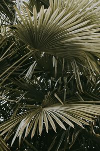 Preview wallpaper plant, palms, leaves, bushes