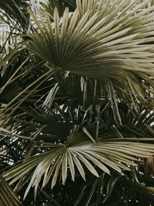 Preview wallpaper plant, palms, leaves, bushes