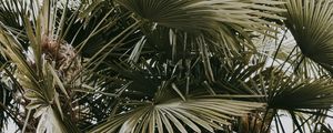 Preview wallpaper plant, palms, leaves, bushes