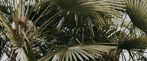 Preview wallpaper plant, palms, leaves, bushes