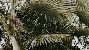 Preview wallpaper plant, palms, leaves, bushes