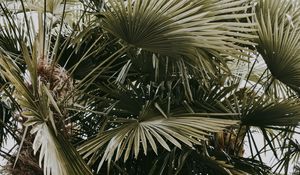 Preview wallpaper plant, palms, leaves, bushes