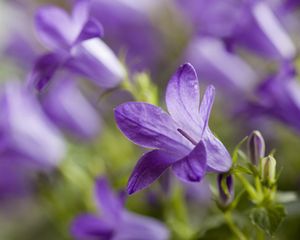 Preview wallpaper plant, petals, blurring