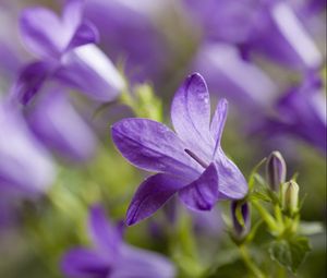 Preview wallpaper plant, petals, blurring