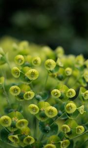 Preview wallpaper plant, petals, close-up
