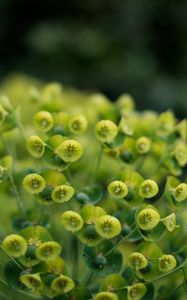 Preview wallpaper plant, petals, close-up
