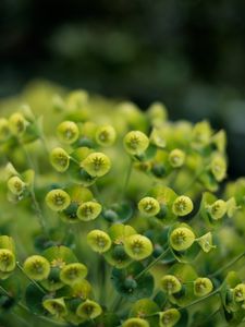 Preview wallpaper plant, petals, close-up