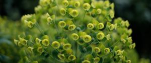 Preview wallpaper plant, petals, close-up