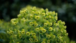 Preview wallpaper plant, petals, close-up