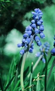 Preview wallpaper plant, petals, grass