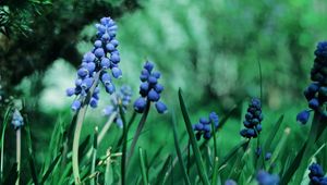 Preview wallpaper plant, petals, grass