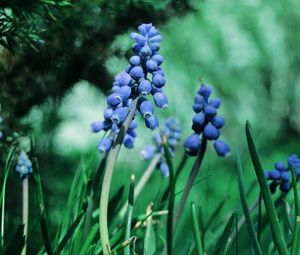 Preview wallpaper plant, petals, grass