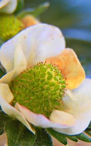 Preview wallpaper plant, petals, leaves, blur