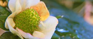 Preview wallpaper plant, petals, leaves, blur